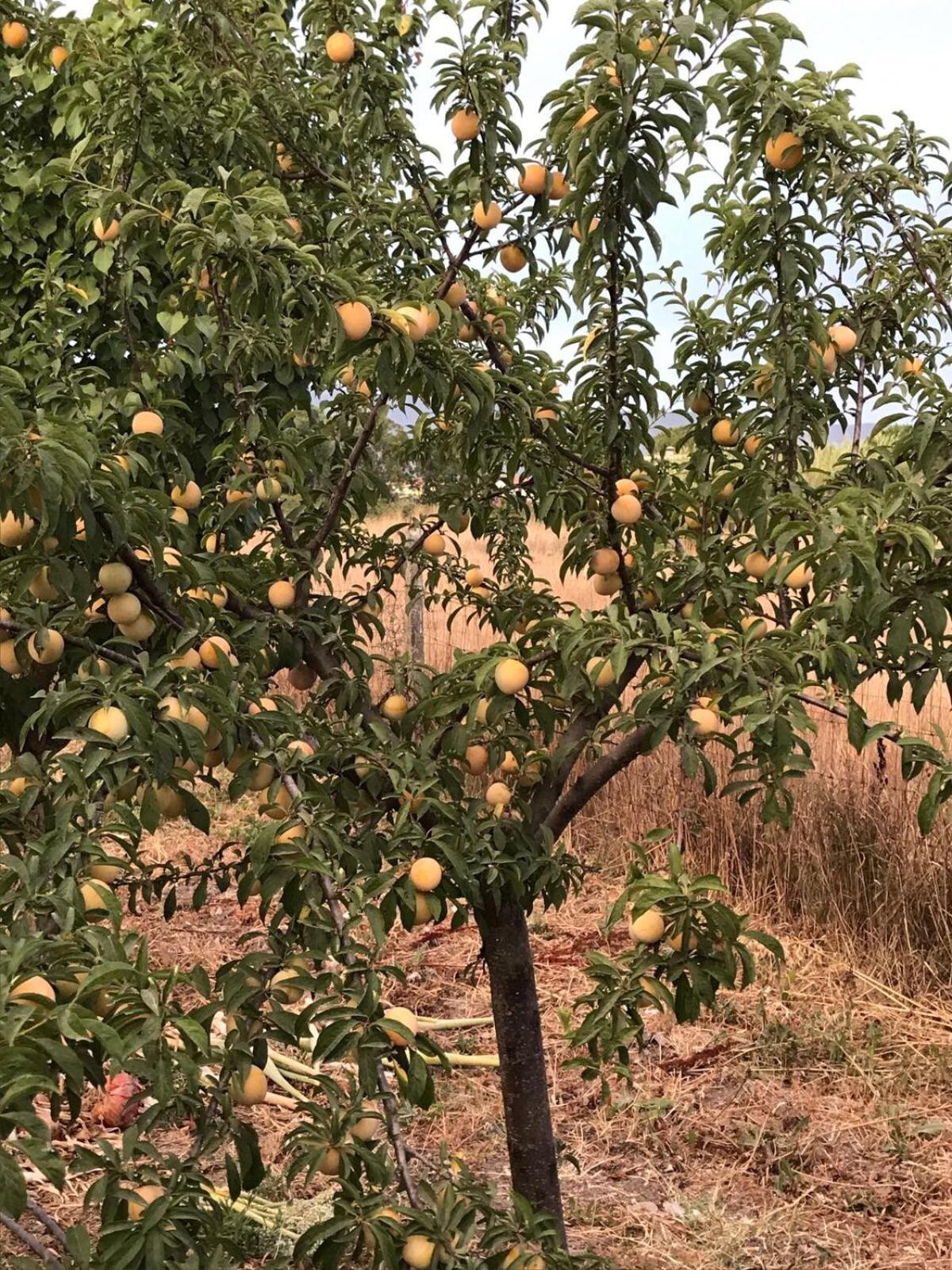 فيلا Agriturismo S'Aranada Marrùbiu المظهر الخارجي الصورة