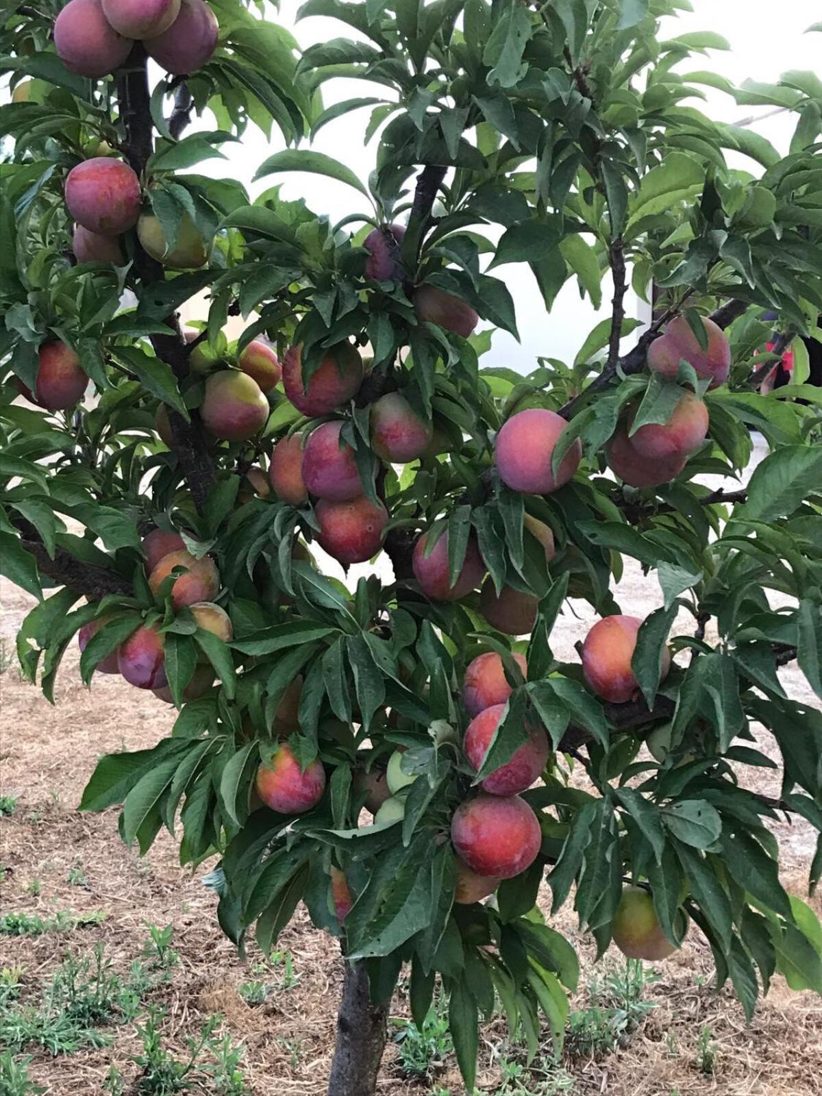 فيلا Agriturismo S'Aranada Marrùbiu المظهر الخارجي الصورة
