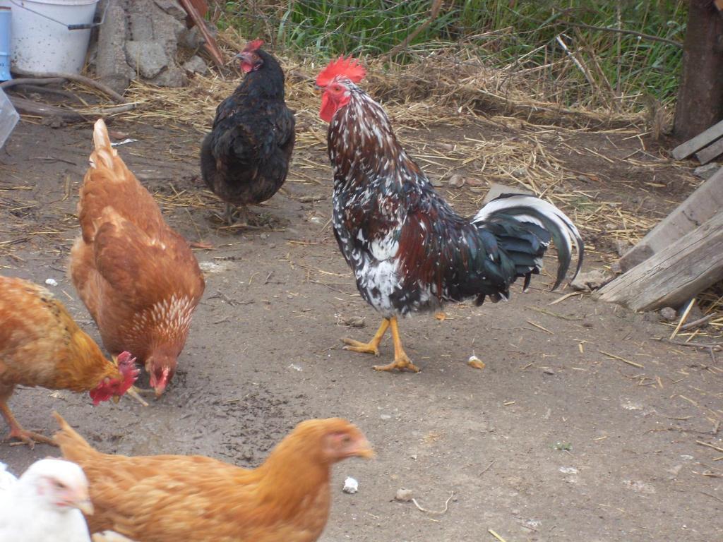 فيلا Agriturismo S'Aranada Marrùbiu المظهر الخارجي الصورة